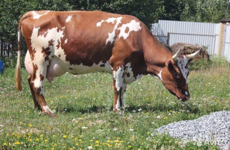 Айрширские коровы – характеристика породы