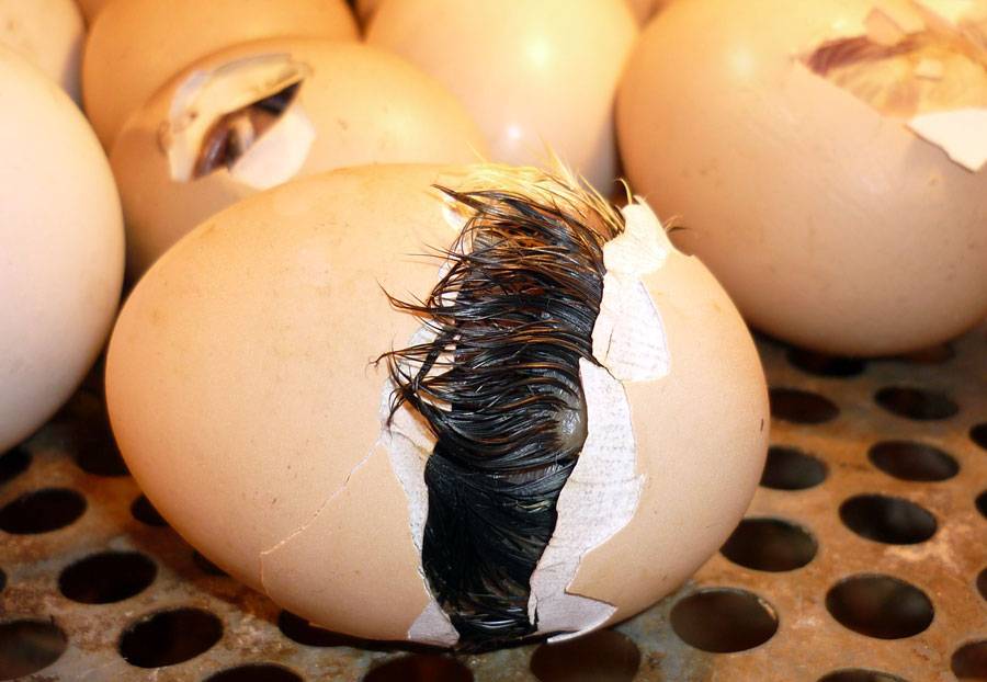 Как происходит появление цыпленка в яйце: как развивается зародыш эмбриона