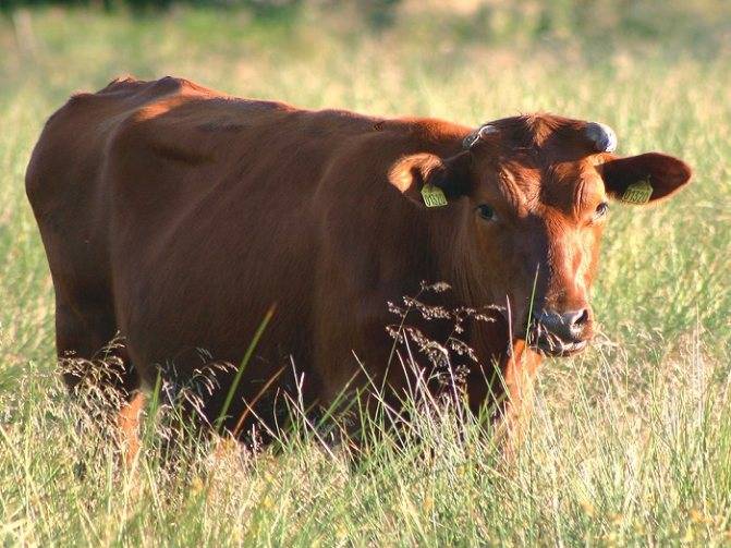 Красностепная порода крс: описание и характеристика коров, отзывы