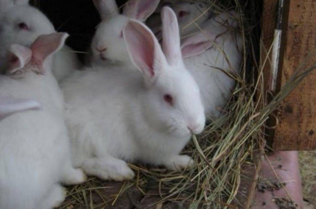 Белый Паннон: как содержать кроликов и чем они примечательны?