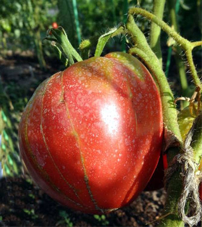 Томат розовый мед (55 фото): характеристика и описание сорта, отзывы о помидорах, видео