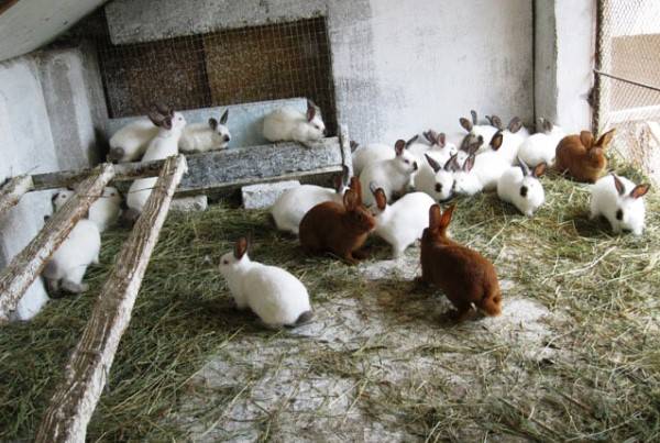 Кролики в сельском хозяйстве