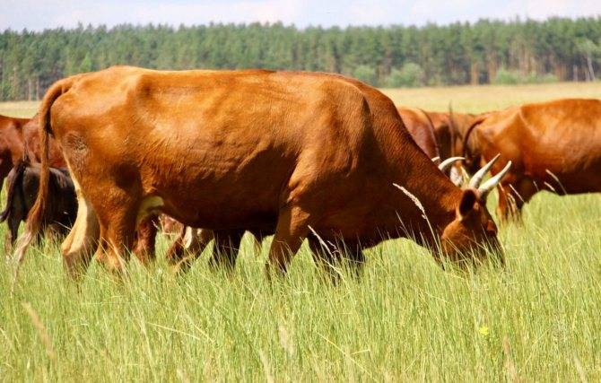 Калмыцкая порода коров — познаем главное