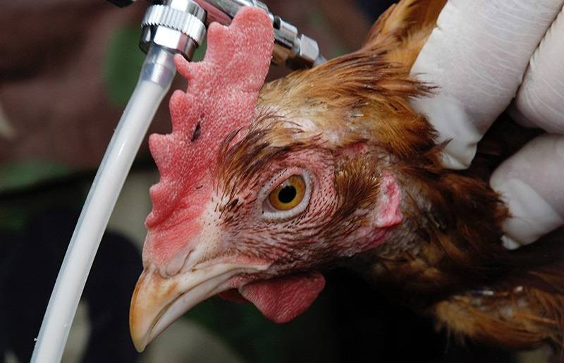 Болезни цыплят и курей, их лечение: фото и описание признаков в картинках