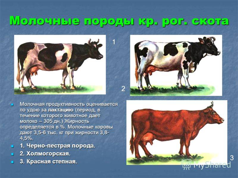 Мясной скот - мясное скотоводство в россии и других странах