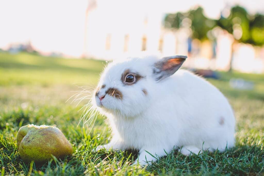 ᐉ какие ветки можно давать кроликам и как правильно их заготавливать - zooon.ru