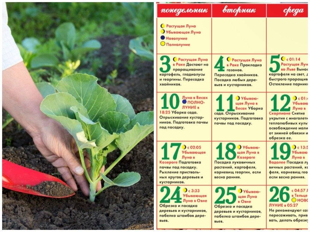 Календарь садовода на декабрь: что сделать садоводу в декабре