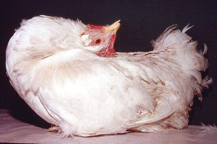 Аспергиллез у птицы — симптомы, схемы лечения и профилактика от nita-farm