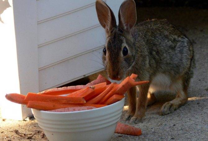 Можно ли кроликам давать ботву от редьки: последствия, если накормить "ушастика" листьями черного корнеплода, а также инструкция по рациону питания