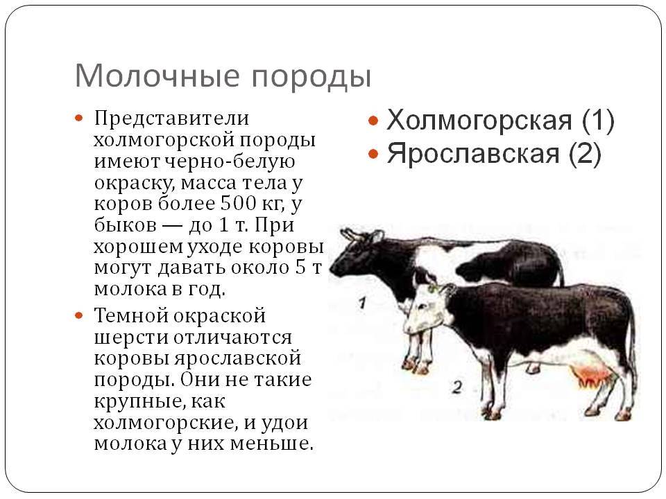 Черно-пестрая порода коров: описание и характеристика крс, отзывы