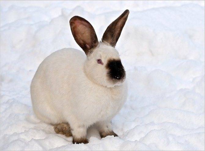 Обзор породы: русский горностаевый кролик