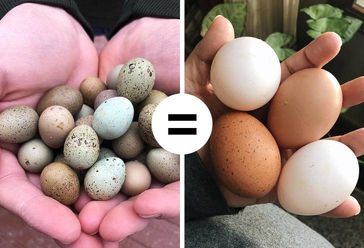 Как курица несет яйца?