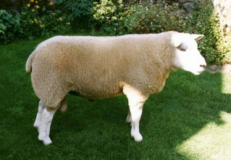 Овцы породы тексель — чем они хороши?