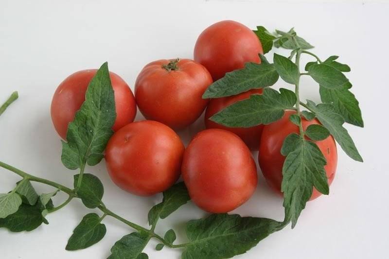 Ранний томат дубок – крепкий низкорослый сорт