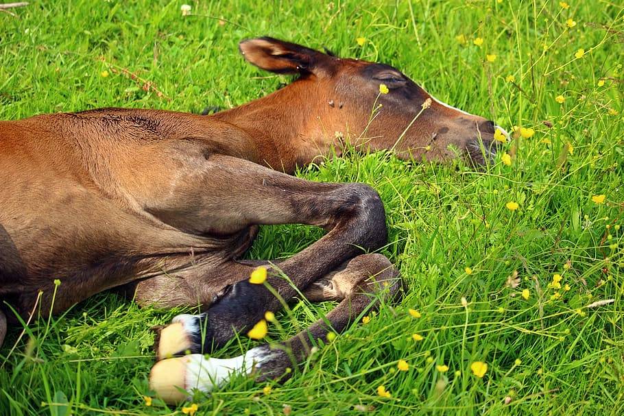 Как спят лошади — лежа или стоя, и почему