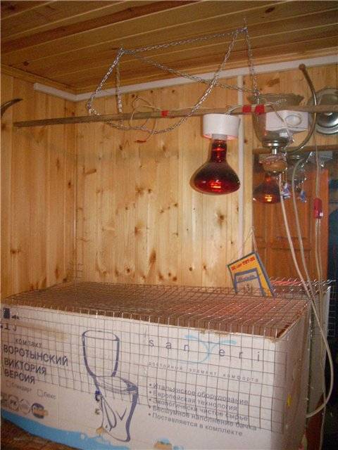 Инфракрасные лампы для курятников: керамические красные лампы для обогрева, инструкция по использованию тепловой ик-лампы зимой