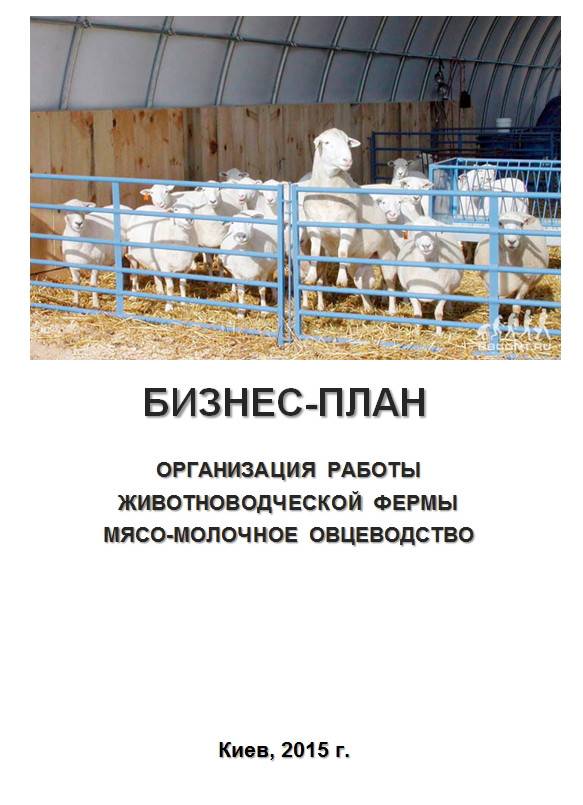 Разведение овец как бизнес для начинающих. пошаговая инструкция
