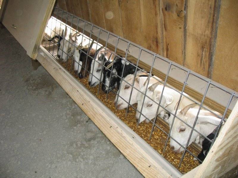 Содержание коз зимой без отопления в домашних условиях: чем кормить - полный рацион в зимнее время от moloko-chr.ru