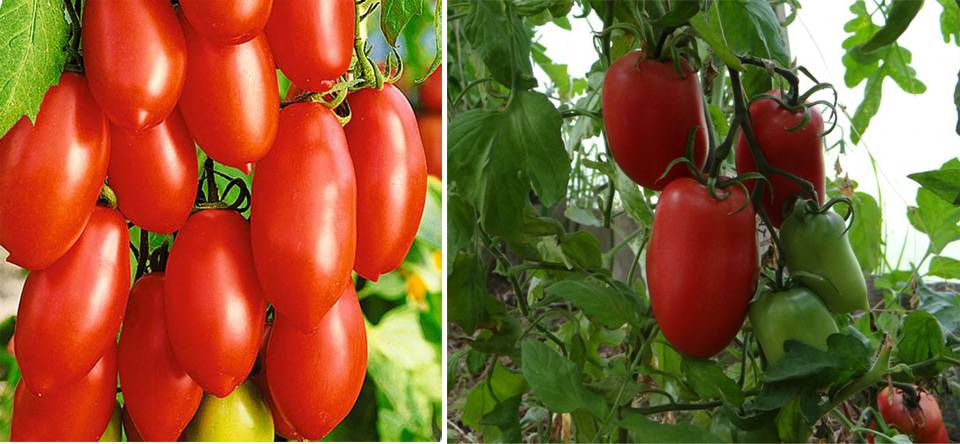 Характеристики сорта томат «кёнигсберг». отзывы садоводов. фото урожайности