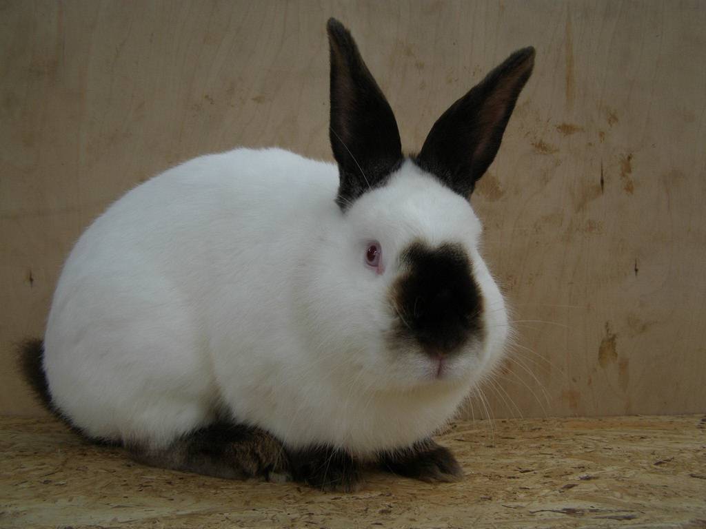 Все о калифорнийских кроликах: описание породы, уход и содержание, разведение    
