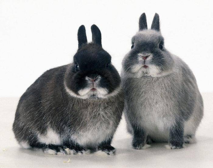 Сколько живут декоративные кролики. продолжительность жизни