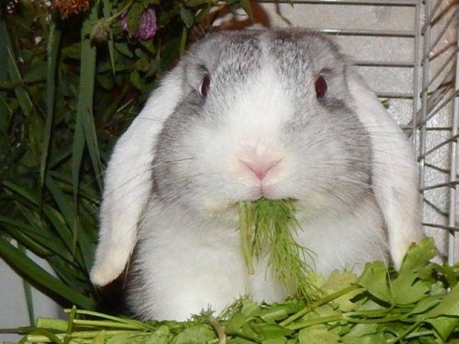 Едят ли кролики лопух: польза для животных, правила и нормы кормления