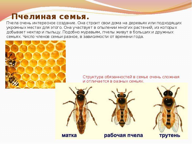 Особенности строения тела пчелы, матки, трутня