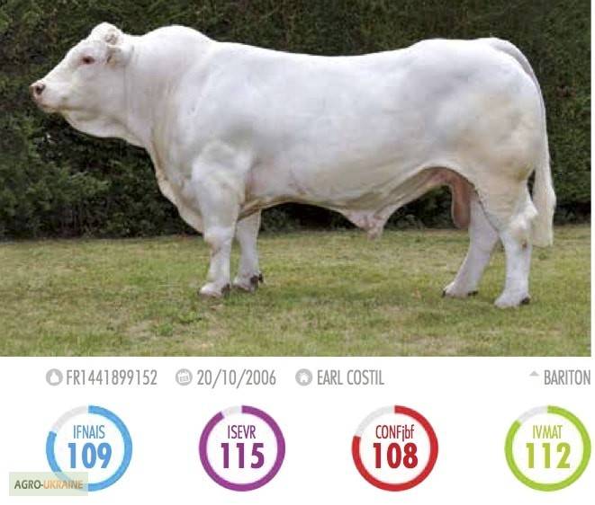 Порода коров шароле: история, характеристика