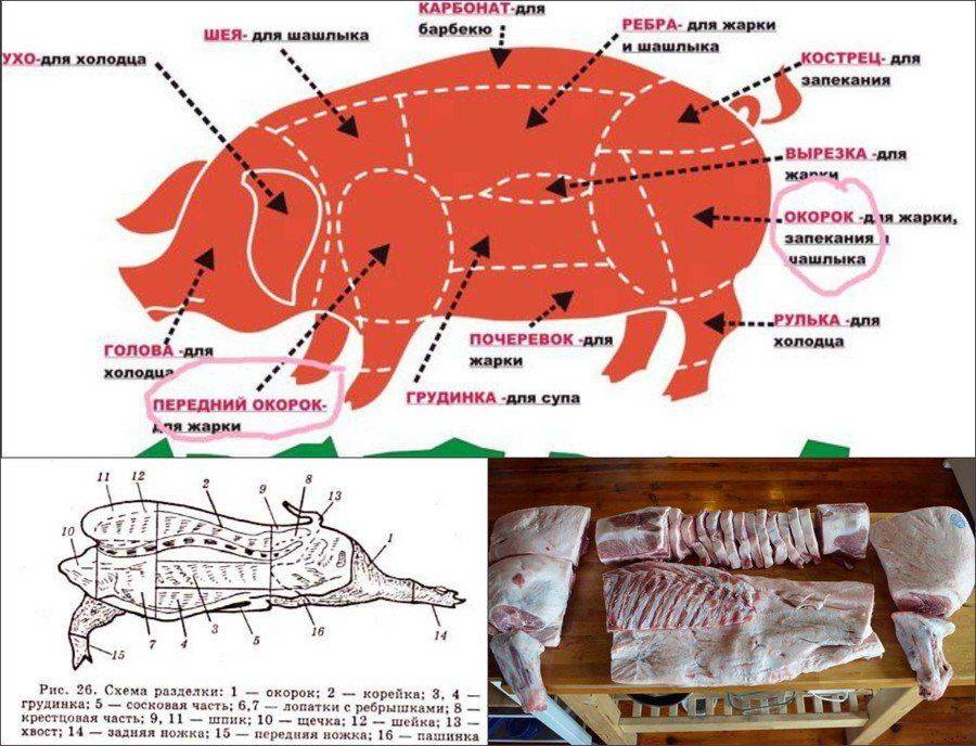 Как правильно разделать тушу свиньи в домашних условиях в картинках — технология и схемы частей