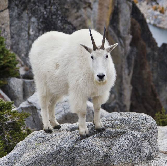 Горные козлы и козы — типология, виды, особенности