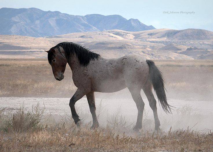 Дикая лошадь мустанг: как выглядит, история, среда обитания и образ жизни