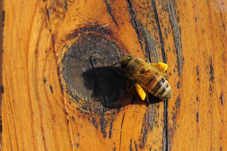Дикие пчелы – это не только ценный мед, но и прополис, мумиё и маточное молочко