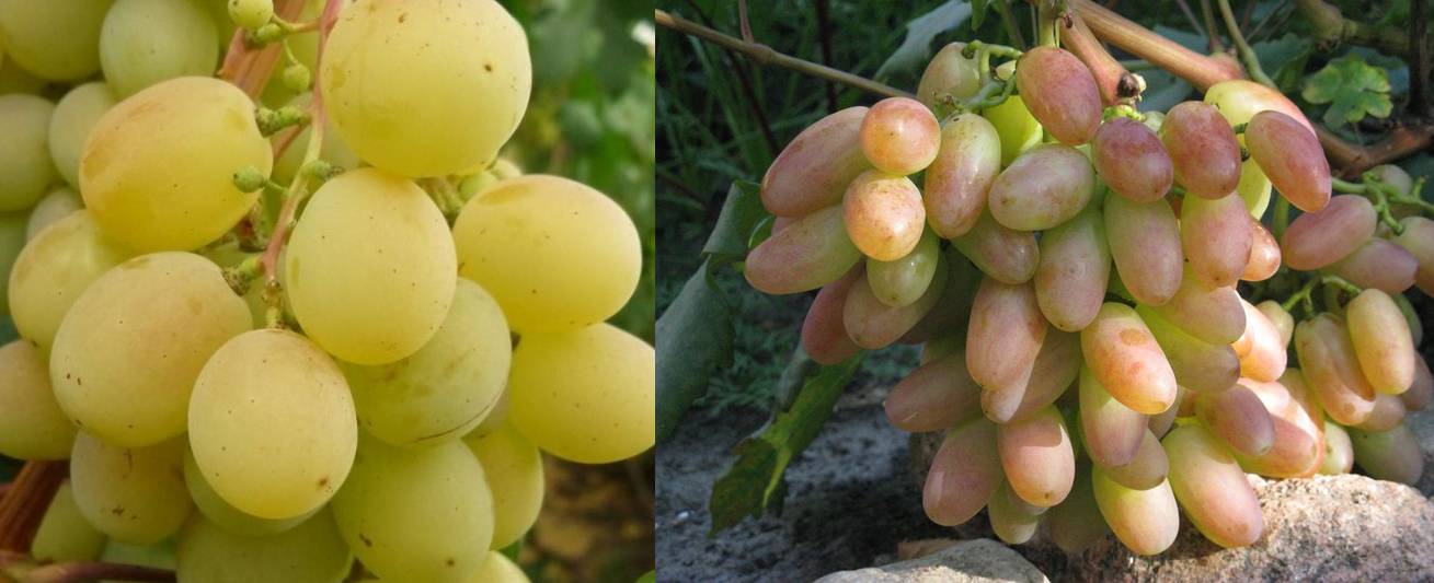 Виноград юбилей новочеркасска: описание сорта, урожайность