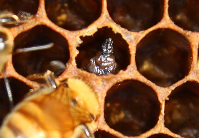 Аскосфероз у пчел: признаки, советы по профилактике и способы лечения