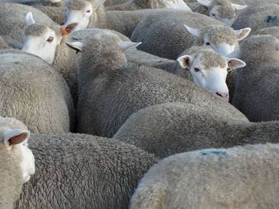 Овцы мясной породы тексель: описание, происхождение, разведение