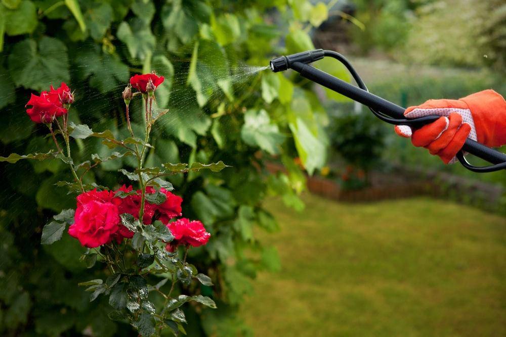 Розы летом: как правильно ухаживать, чтобы продлить цветение и подготовить к зиме
