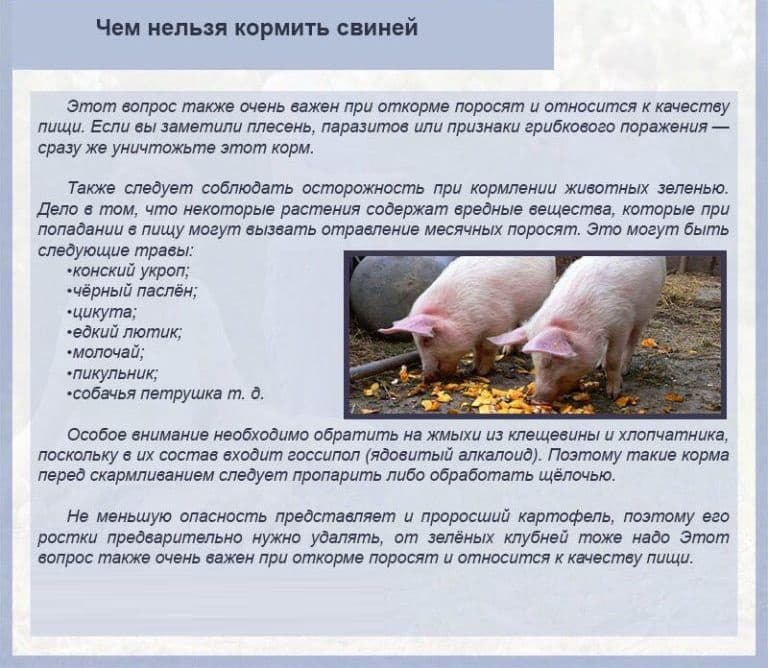 Чем кормить свиней, чтобы они быстро росли и были здоровы?