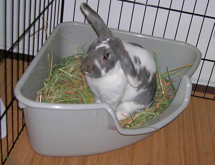 Все о разведении декоративных кроликов в домашних условиях
