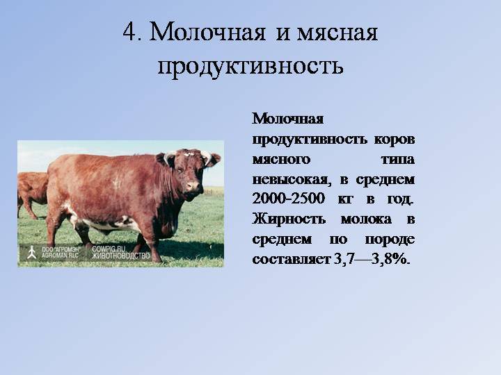 Молочные породы коров в россии :: syl.ru