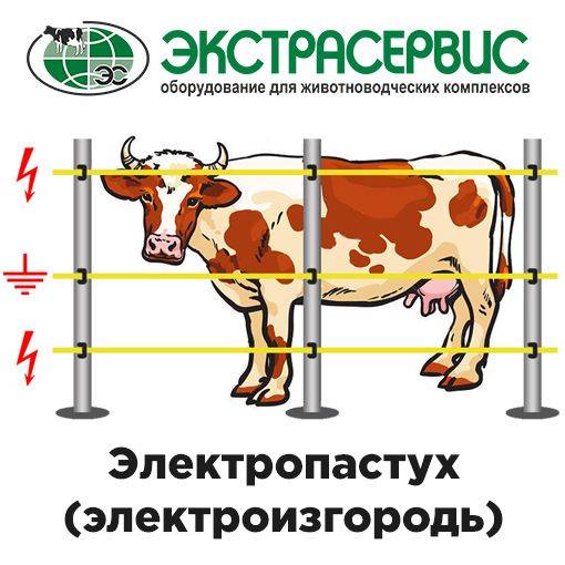 Преимущества использования электропастуха при выпасе рогатого скота
