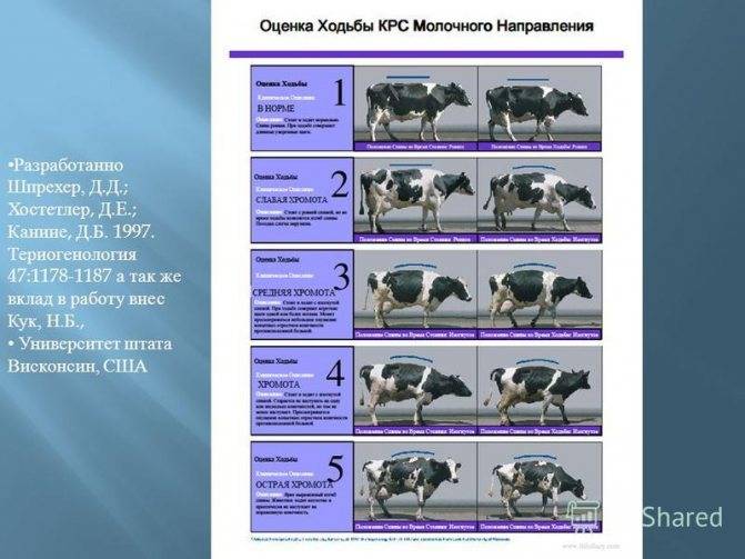 Бонитировка крупнорогатого скота: особенности процедуры, алгоритм выполнения, критерии оценки животных