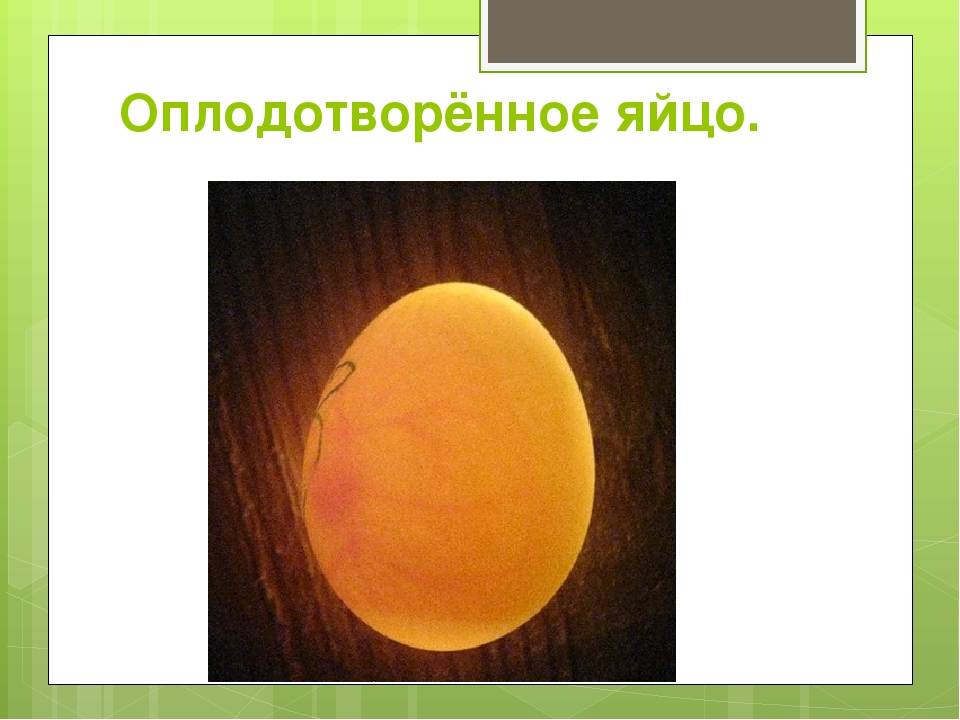 Овоскопирование куриных яиц: особенности процесса, фото и видео