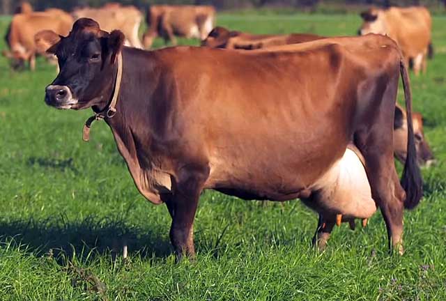 Джерсейская порода коров: характеристика, содержание