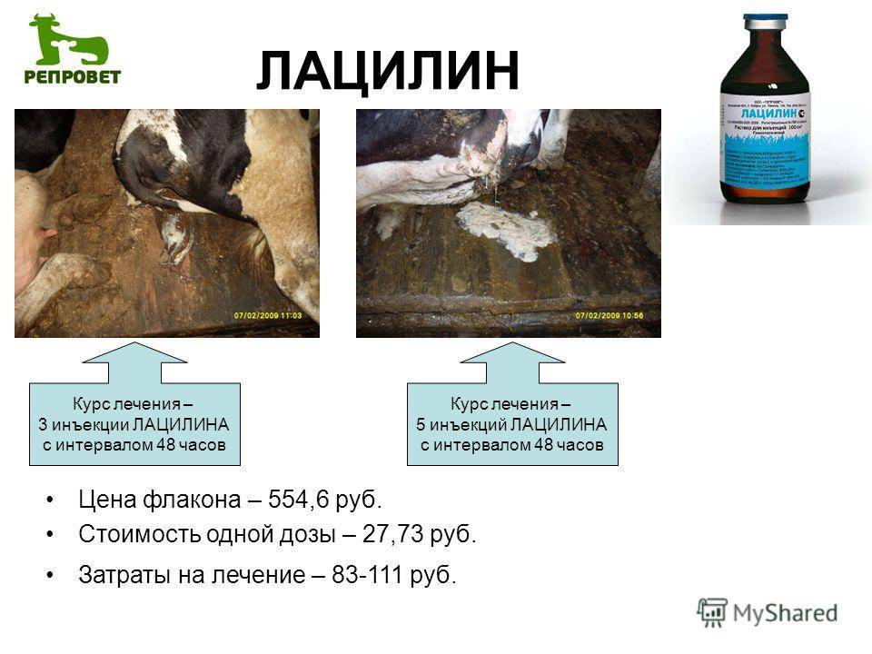 Эндометрит у коров: причины, профилактика и лечение | beleka.by
