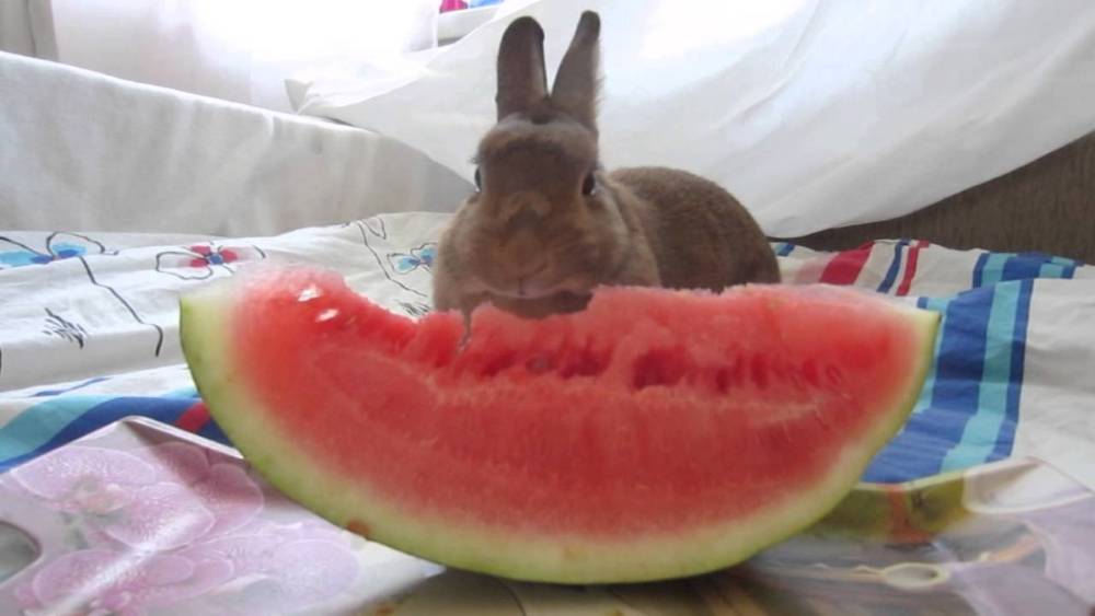 Можно ли давать кроликам арбузные корки: особенности питания, полезные рекомендации