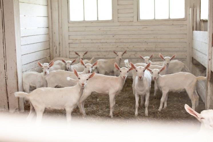 Содержание коз - мясные и молочные породы и уход за ними в домашних условиях
