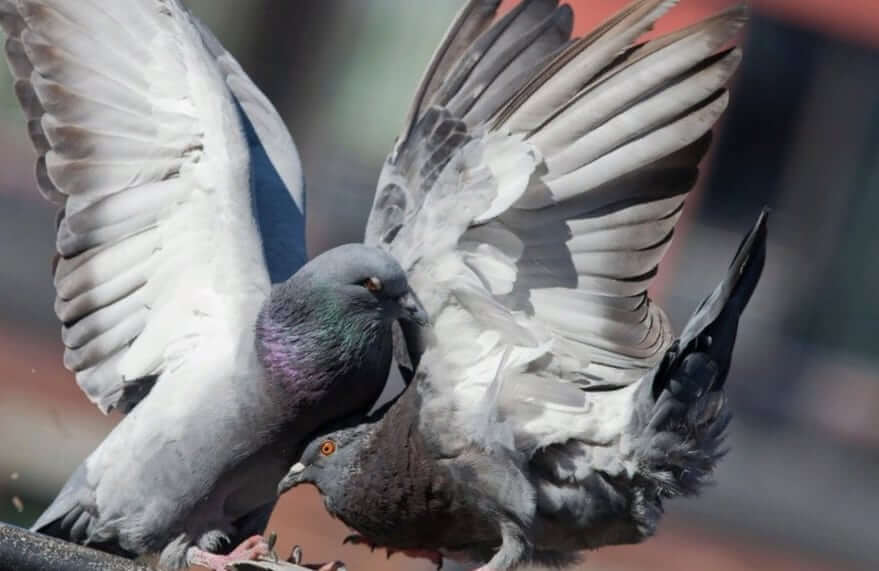 Все о голубях и как они размножаются