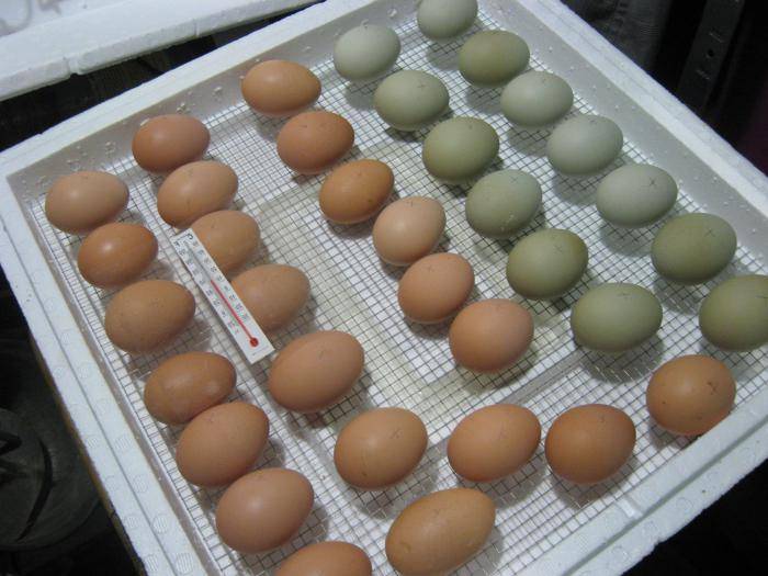Как правильно заложить яйца в инкубатор в домашних условиях