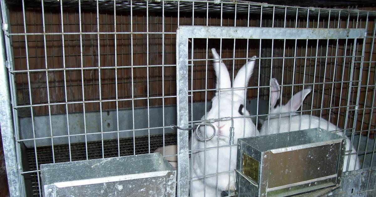 Основы содержания кроликов в клетках, их виды и конструкции