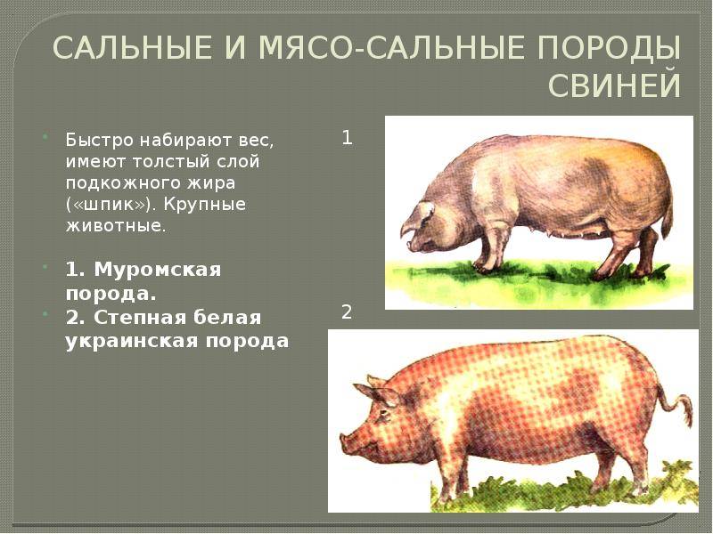 Мясные породы свиней – самые популярные для домашнего разведения